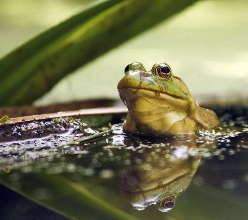 爆料牛蛙视频下载安装,一键操作，畅享精彩内容