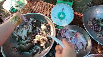 食物爆料视频大全下载,食物爆料视频大全下载精选盘点