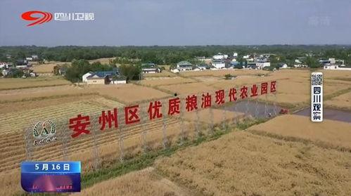 四川省三台县新闻爆料,聚焦当地热点事件，揭示民生关切