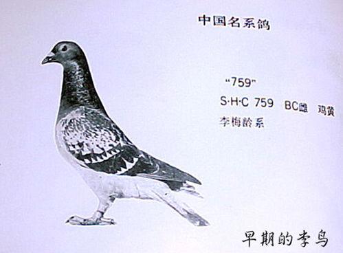 李诞最新爆料信鸽,一场跨越千里的神秘之旅