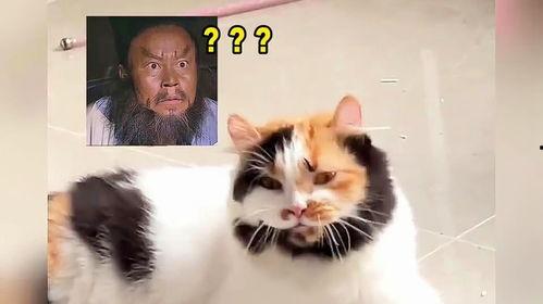 新闻爆料奇怪的猫咪视频,这是外星生物吗？