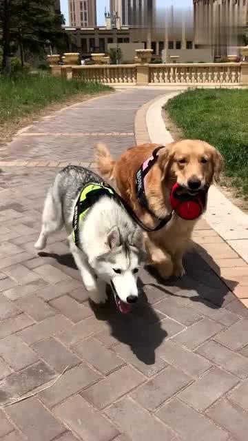 狗狗最新爆料视频播放网站,揭秘热门视频网站幕后故事