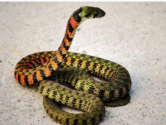 娱乐吃瓜酱蛇,揭秘娱乐圈背后的秘密与八卦